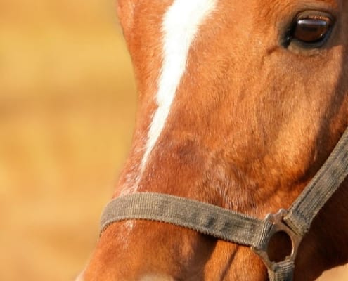 Tips to help prevent colic