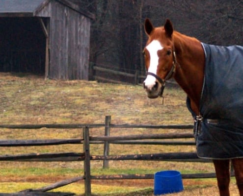 Winter feeding tips for Horses from Wadswick Country Store